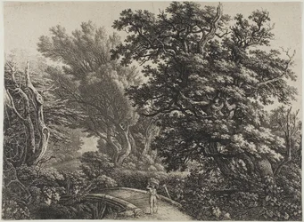 Rustieke brug in een verward bos