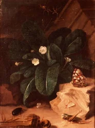 Stilleven met Primula