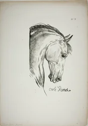 Detail van paardenhoofd, vergroot tot drievoudige grootte, Normandische Koninklijke Garde, nr. 3