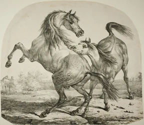 Wilde Paarden die Vechten