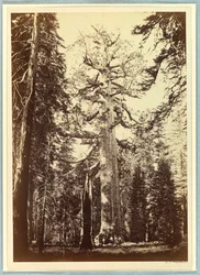 De Grizzly Giant, Mariposa Grove, Yosemite