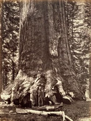 Basis van de Grizzly Giant, Giant Sequoia boom, Yosemite, Californië, 1868