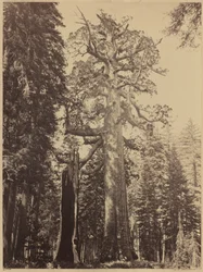 Grizzlyreus, Mariposa Grove,1861 (foto)