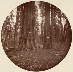 Geen, ca. 1878
