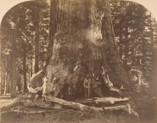 Sectie van Grisly Giant, Mariposa Grove, 1861