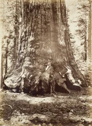 Sectie van de Grizzly Giant met Galen Clark, Mariposa Grove, Yosemite, 1865-66