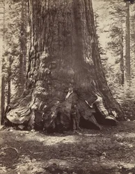 Sectie van de Grizzly Giant met Galen Clark, Mariposa Grove, Yosemite, 1865-66, gedrukt ca. 1876