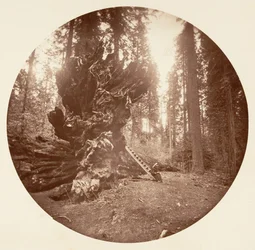 De vader van het bos - De achterkant van het paard. Calaveras Grove