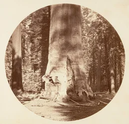 De moeder van het bos - Calaveras Grove