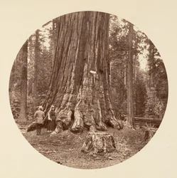 De Trots van het Bos - Calaveras Grove, ca. 1878