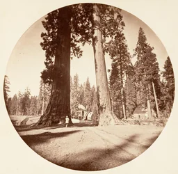 De wachters - Calaveras Grove, ca. 1878