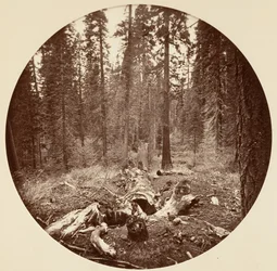 [Yosemite National Park, Californië], ca. 1878.