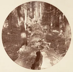 [Yosemite National Park, Californië], ca. 1878