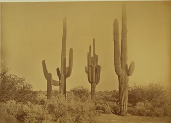 [Cactus, Arizona - Cereus Giganteus].