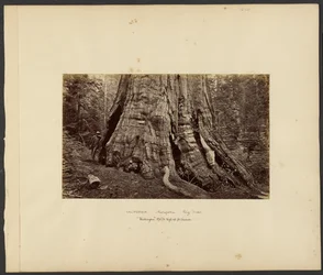 [Californië - Mariposa grote bomen, "Washington" 270 ft. hoog, 92 ft. omtrek].
