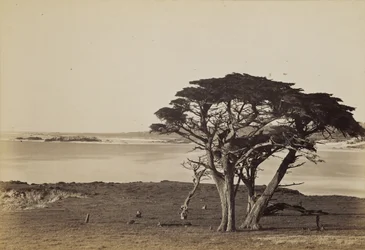 Kustgezicht bij Monterey