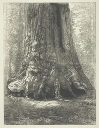 Kopie van "Galen Clark Before the Grizzly Giant" van Carleton Watkins.