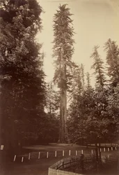 Giant Redwood, Santa Cruz