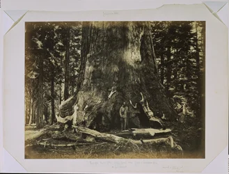 [Deel van de stam van de "Grizzly Giant" met Clark - Mariposa Grove - 33 voet diameter]
