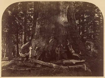Doorsnede van de Grizzly Giant, Mariposa Grove, 33 voet diameter