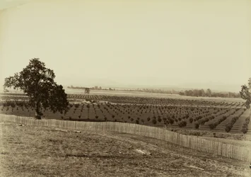 [Jonge boomgaard, Palermo, Butte County]