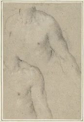 Twee studies van de torso van een jongeman