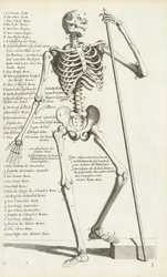 Anatomische Studie van het Menselijk Skelet door Carlo Cesi