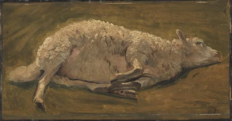 Studie van een liggend schaap