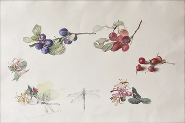 Herfstvruchten en bloemen, 2007