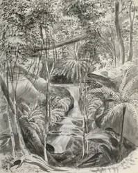 Jungle studie