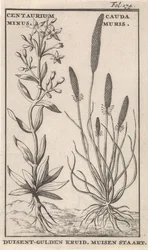 Duizendguldenkruid en muizenstaart. Centaurium Minus. Cauda Muris. Duisent-gulden Kruid. Muisen staart (titel op het object)