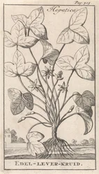 Leverkruid
