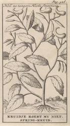 Springkruid