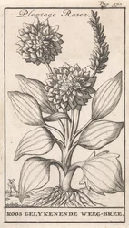 Titelpagina en acht prenten met bloemen Weegbree Plantago Rosea / Roos gelykenende Weeg-bree