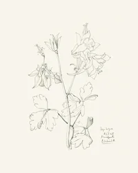 Botanische tekening van een akelei