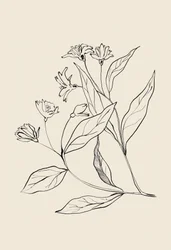 Verfijnde botanische tekening