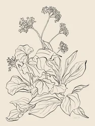 Elegante botanische tekening