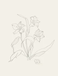 Elegante bloemenillustraties