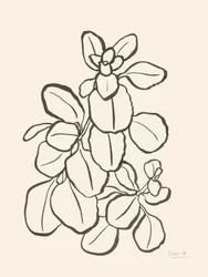 Biologische bladtekening