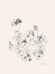 Botanische schets van een viooltje