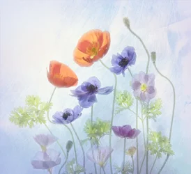 Kleurrijke, etherische bloemen