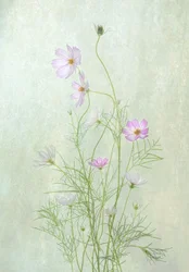 Verfijnde cosmosbloemen