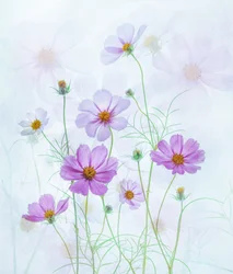 Dromerige roze cosmos