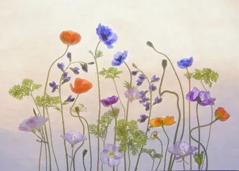 Etherische tuinbloemen