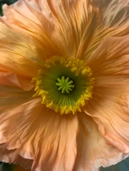 Compositie - Bloemen, 2019 (foto)