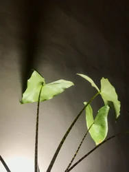 Samenstelling - Plant, 2021 (foto)