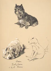 Cairn, Sealyham en Bull Terrier, 1930, Illustraties uit zijn Schetsboek gebruikt voor Just Among Friends, Aldin, Cecil Charles Windsor (1870-1935), later uitgegeven door Eyre and Spottiswoode Limited, 1934