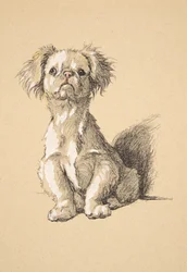 Peke, 1930, Illustraties uit zijn Schetsboek gebruikt voor Just Among Friends, Aldin, Cecil Charles Windsor (1870-1935), later uitgegeven door Eyre and Spottiswoode Limited, 1934