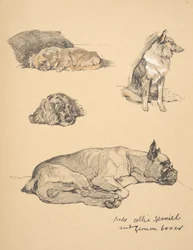 Peke, Collie, Spaniel en Duitse Boxer, 1930, illustraties uit zijn schetsboek voor 