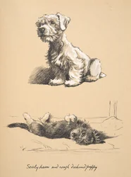 Sealyham en Rough Dachund Puppy, 1930, Illustraties uit zijn schetsboek gebruikt voor Just Among Friends, later gepubliceerd door Eyre en Spottiswoode Limited, 1934